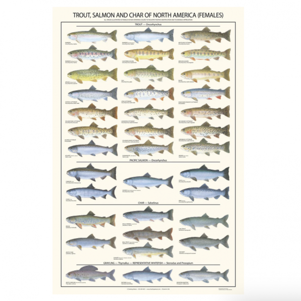 Poster Trucha, Salmon y salvino - Hembra - Imagen 2
